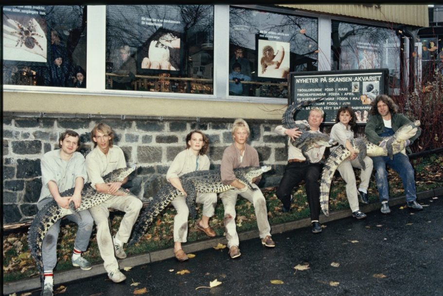 Krokodiler flyttas inför renoveringen av krokodildammen i början av 1980-talet.